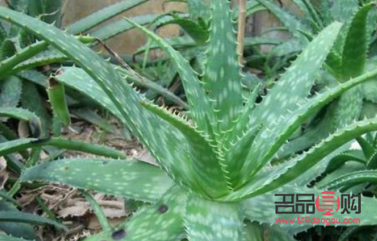 <h3>蘆薈美容寶典：揭秘哪種蘆薈才是美容圣品</h3>