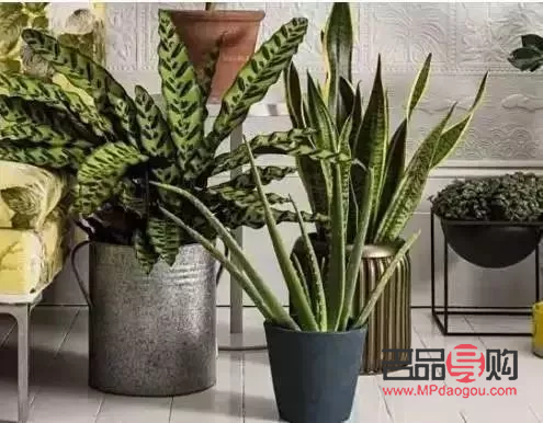 蘆薈美容寶典：揭秘哪種蘆薈才是美容圣品