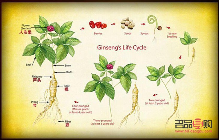 <h3>人參的美容功效深度解析</h3>