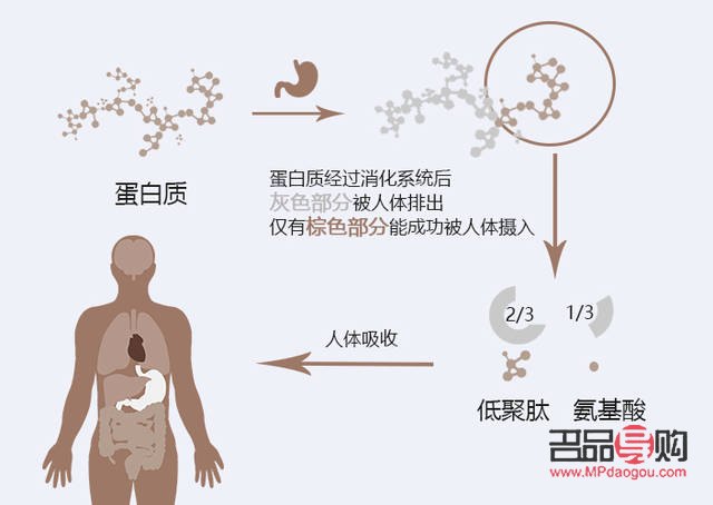 <h3>蛋白護理對身體的益處及重要性</h3>