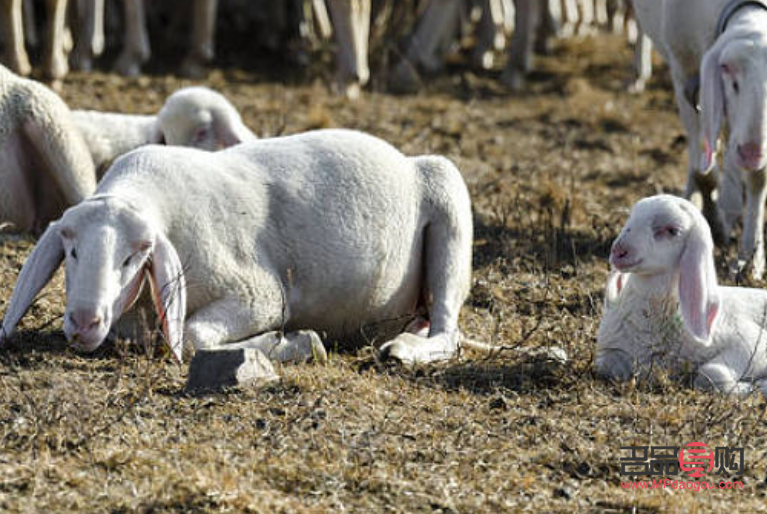 產(chǎn)后護(hù)理如何恢復(fù)身體(產(chǎn)后護(hù)理如何恢復(fù)身體狀態(tài))