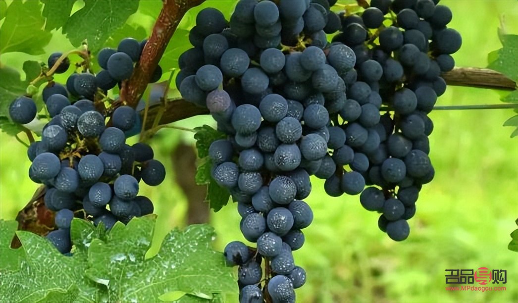 葡萄能否美容養(yǎng)生(葡萄能美容養(yǎng)顏嗎)