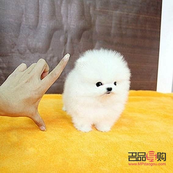 博美美容多少錢(qián)(博美美容多少錢(qián)一次)