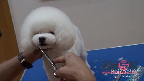 怎么樣給泰迪美容(怎么樣給泰迪美容視頻)