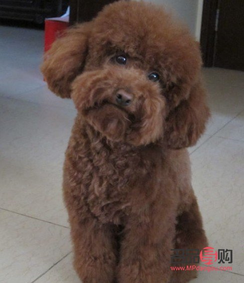 怎么樣給泰迪美容(怎么樣給泰迪美容視頻)