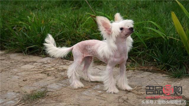 小狗美容怎么樣做(小狗美容怎么樣做的)