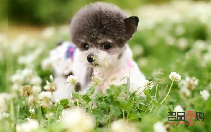 小狗美容怎么樣做(小狗美容怎么樣做的)