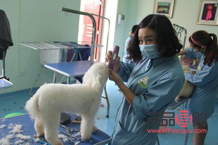 怎么學(xué)習(xí)寵物美容(自學(xué)寵物美容的方法)