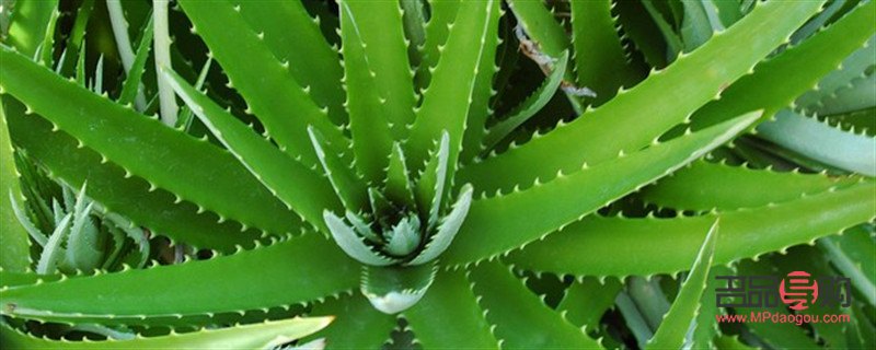 美容蘆薈有哪些(美容蘆薈有哪些品牌)