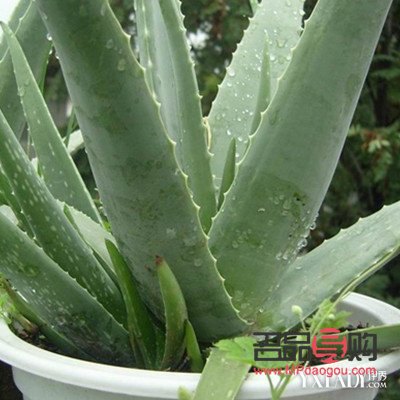 美容蘆薈有哪些(美容蘆薈有哪些品牌)