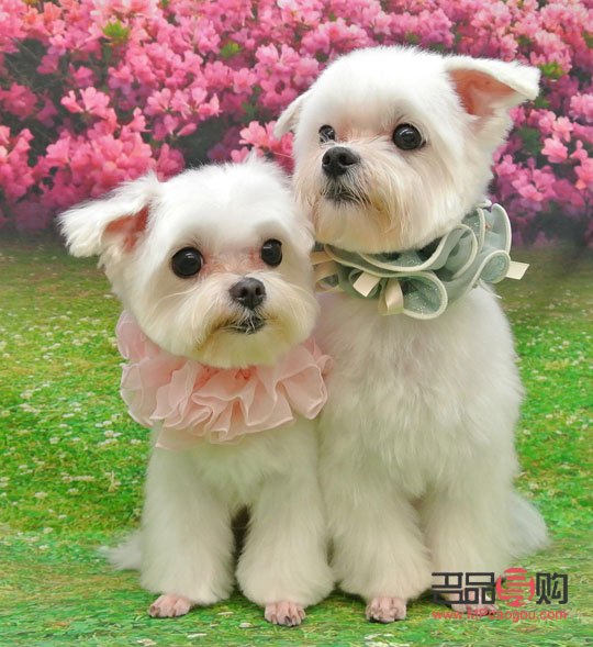 <h3>寵物美容師：呵護(hù)寵物的專業(yè)藝術(shù)家</h3>