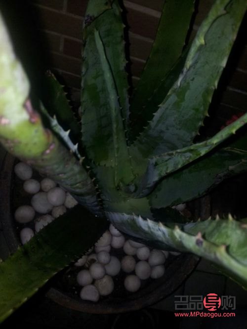 美容蘆薈可以吃嗎(美容蘆薈可以吃嗎有毒嗎)