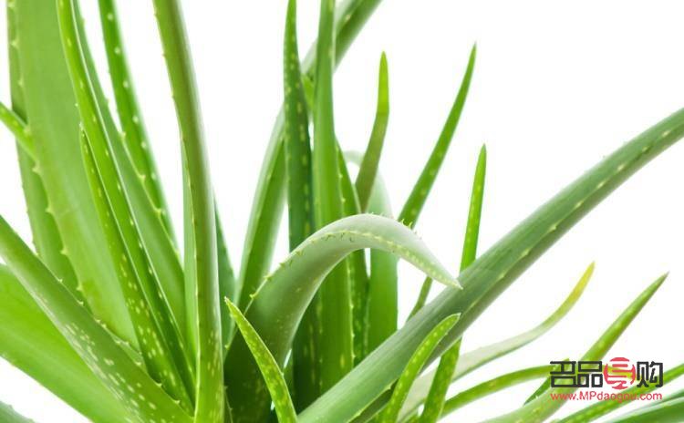 美容蘆薈可以吃嗎(美容蘆薈可以吃嗎有毒嗎)