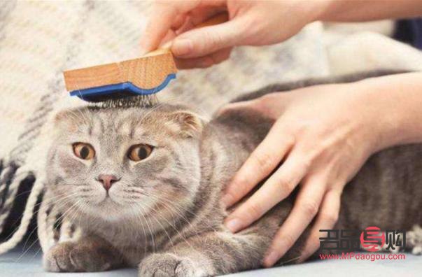 貓咪該怎么擦身體護(hù)理(貓咪該怎么擦身體護(hù)理呢)