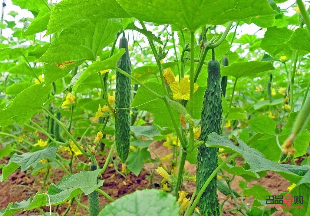 黃瓜怎么吃美容(黃瓜怎么吃美容養(yǎng)顏)