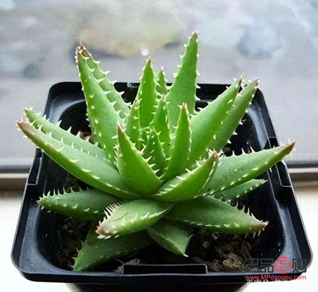 什么可以美容植物(什么可以美容植物呢)