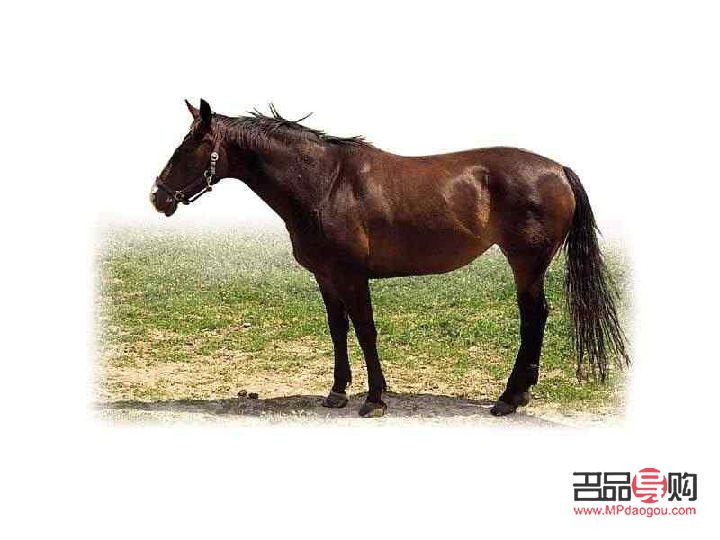 馬要怎么護理身體才好(馬要怎么護理身體才好看)