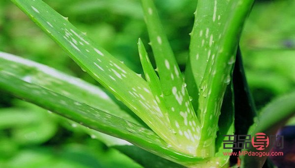 蘆薈怎樣美容(蘆薈怎樣美容效果好)