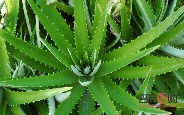 蘆薈怎樣美容(蘆薈怎樣美容效果好)