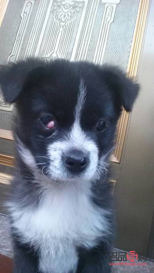 <h3>狗狗眼白發(fā)紅原因及應對措施</h3>