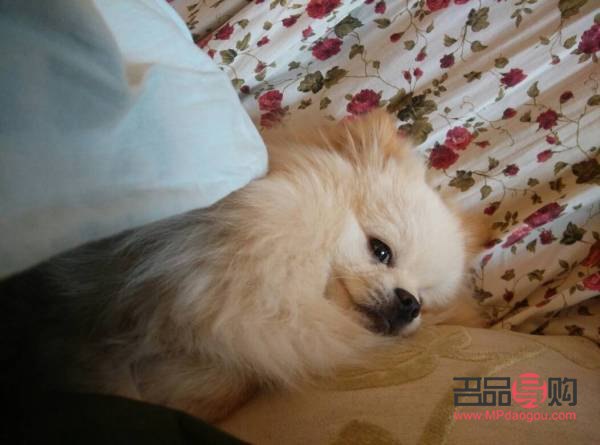 <h3>狗狗眼白發(fā)紅原因及應對措施</h3>