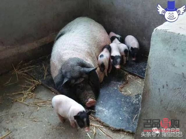 怎么給母豬護理身體(怎么給母豬護理身體呢)