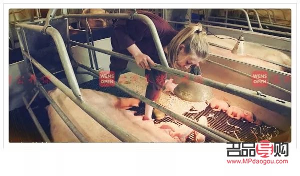 怎么給母豬護理身體(怎么給母豬護理身體呢)