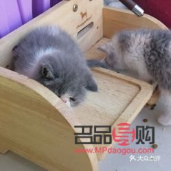 比熊做美容多少錢(比熊做美容多少錢)