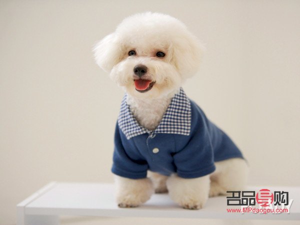 比熊做美容多少錢(比熊做美容多少錢)