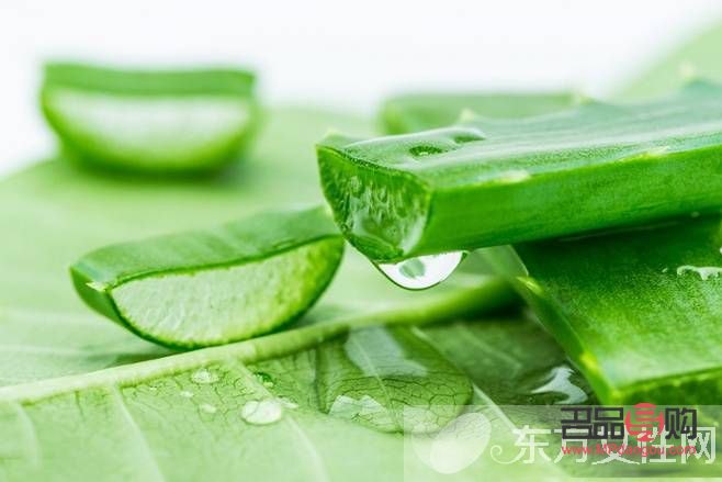 蘆薈怎么吃美容(蘆薈怎么吃美容效果最好呢)