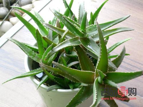 怎么用蘆薈美容(怎么用蘆薈美容?)