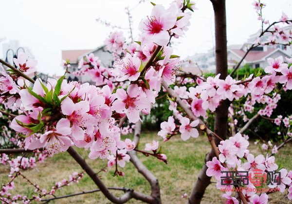 桃花怎么美容(桃花怎么美容效果好)