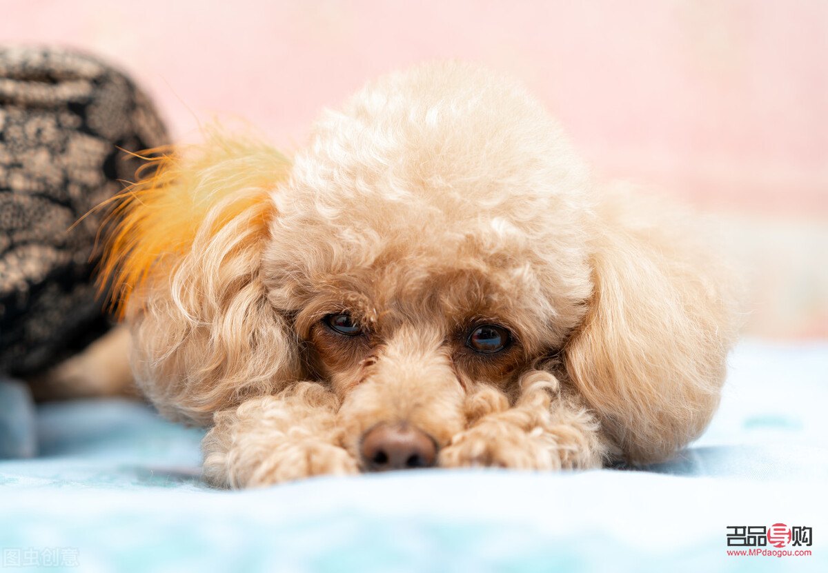 <h3>泰迪熊犬美容全攻略：打造可愛萌寵</h3>