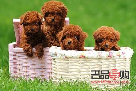 <h3>泰迪熊犬美容全攻略：打造可愛萌寵</h3>