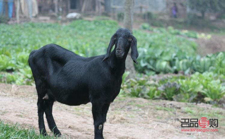 小羊出生怎樣護(hù)理身體(小羊出生怎樣護(hù)理身體好)