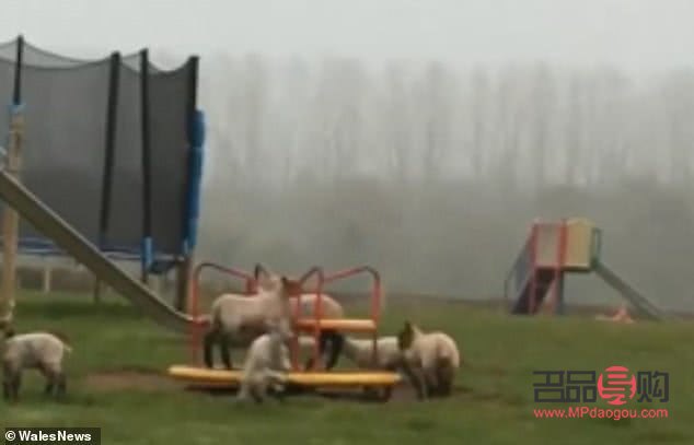 小羊出生怎樣護(hù)理身體(小羊出生怎樣護(hù)理身體好)