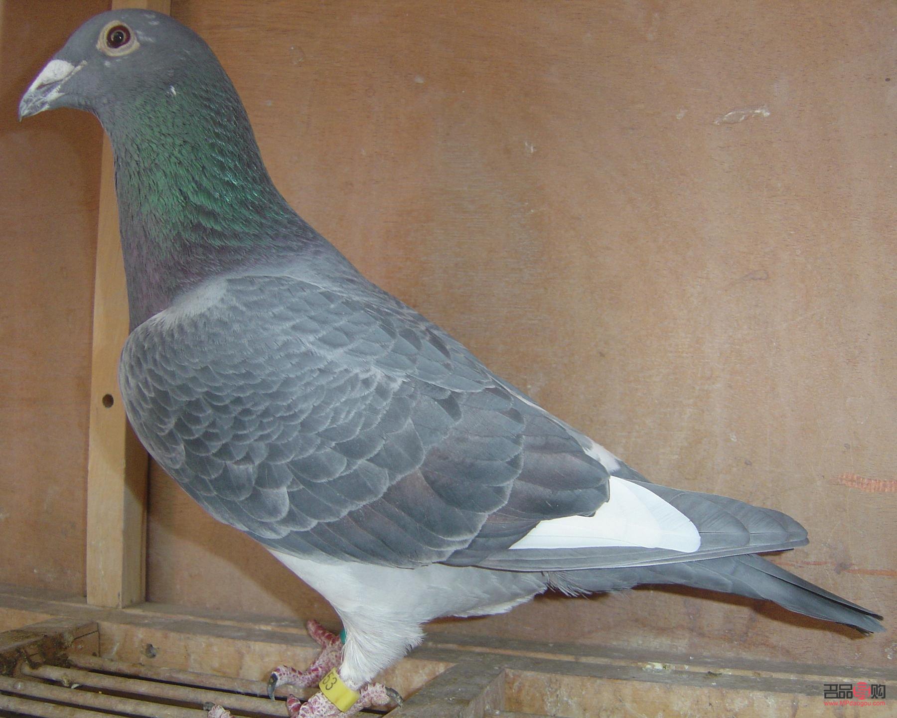 寵物眼膏的正確使用方法圖(寵物眼膏的正確使用方法圖片)