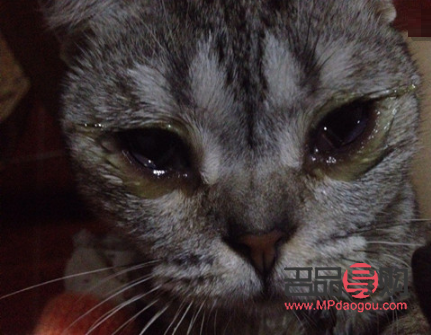 寵物眼膏的正確使用方法圖(寵物眼膏的正確使用方法圖片)