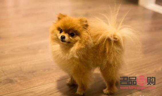 <h3>博美容易養(yǎng)嗎？詳解博美犬的飼養(yǎng)要點(diǎn)與挑戰(zhàn)</h3>