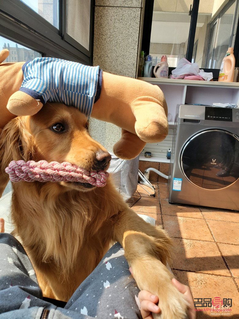 金毛送女友什么禮物(金毛送女友什么禮物好)