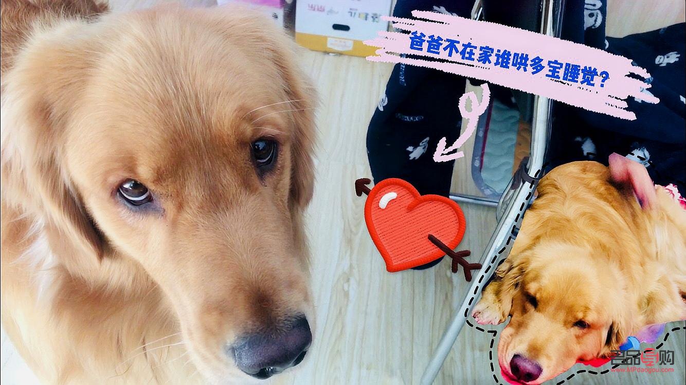 金毛送女友什么禮物(金毛送女友什么禮物好)