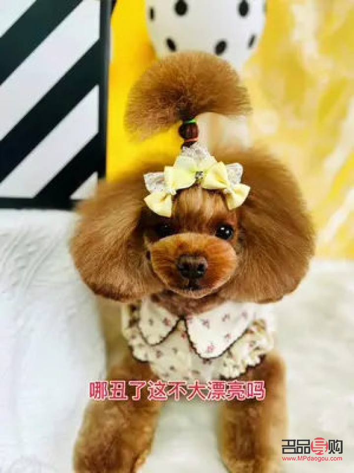 探尋寵物美容學(xué)習(xí)圣地，打造時(shí)尚萌寵新造型