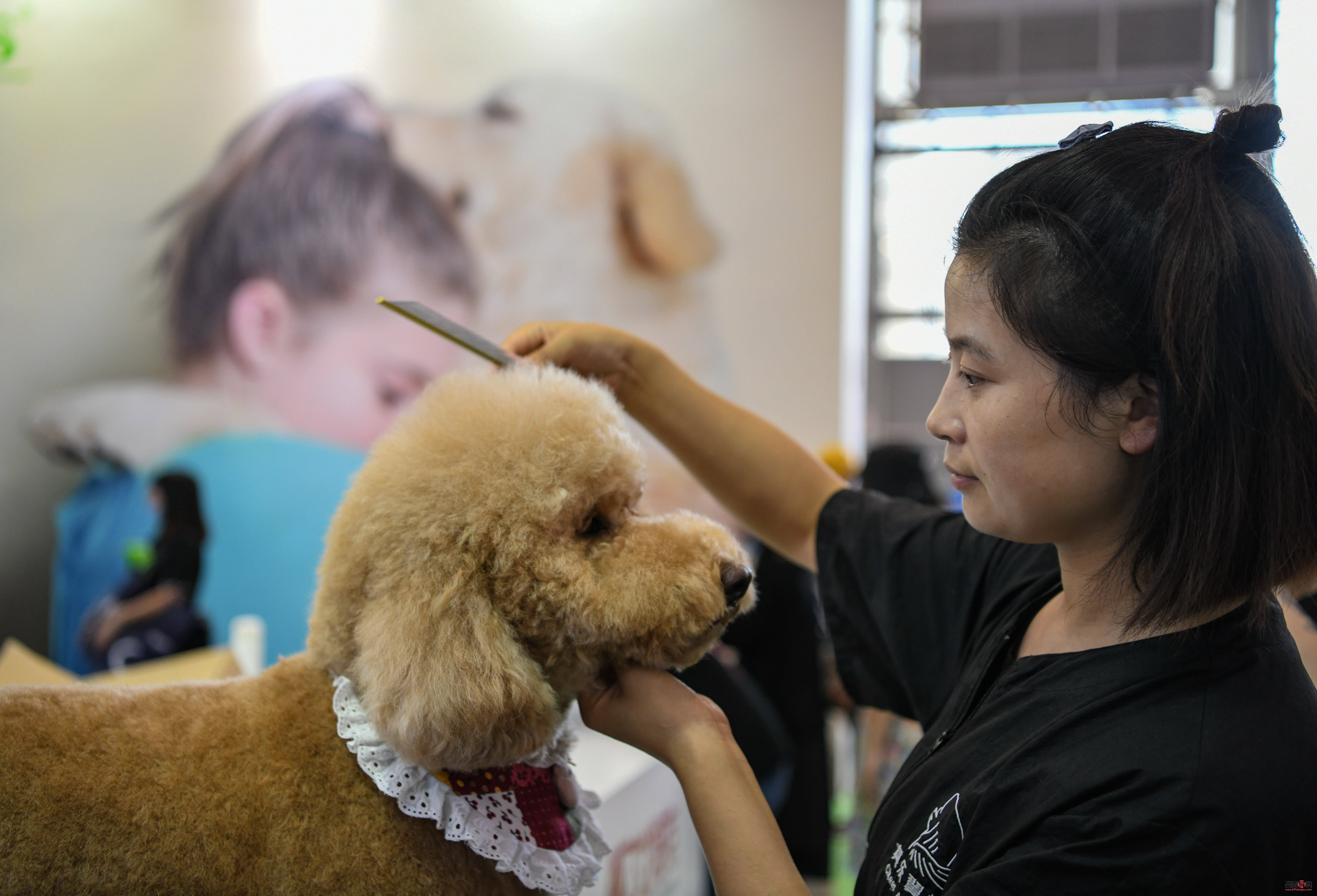 探尋寵物美容學(xué)習(xí)圣地，打造時(shí)尚萌寵新造型