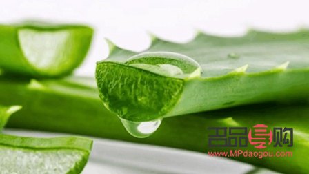 真的蘆薈能美容嗎(真的蘆薈能美容嗎有效果嗎)