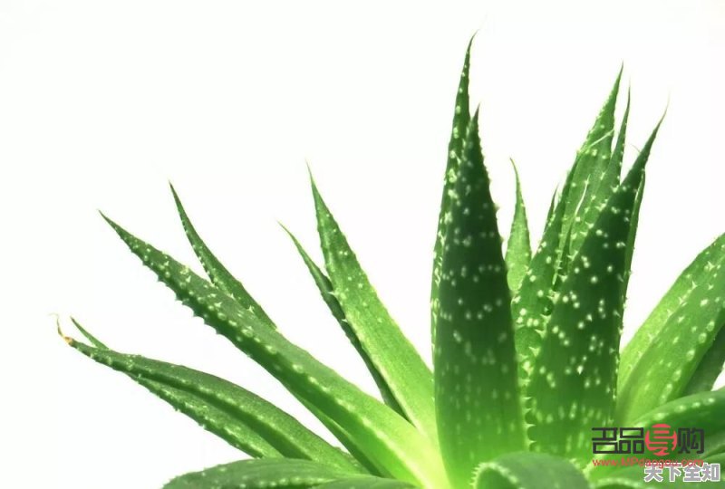 真的蘆薈能美容嗎(真的蘆薈能美容嗎有效果嗎)