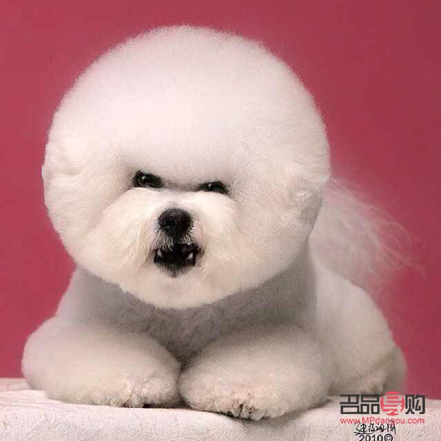 怎么學(xué)寵物美容(怎么學(xué)寵物美容然后上班)