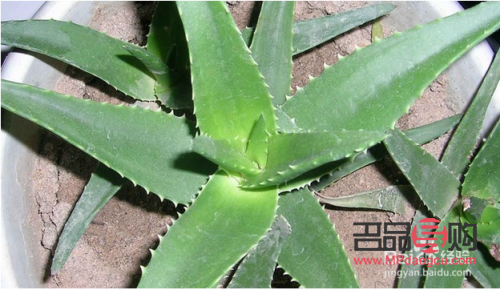 蘆薈怎么美容文案(蘆薈美容文案怎么寫)