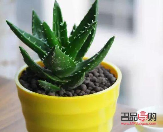 蘆薈怎么美容文案(蘆薈美容文案怎么寫)