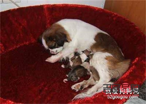 <h3>狗月子怎么護(hù)理身體</h3>