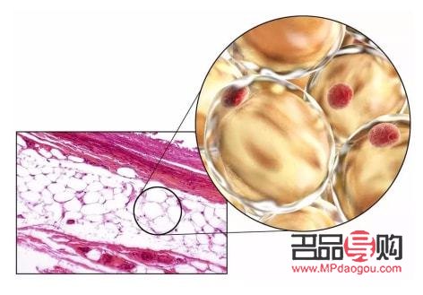 干細胞能美容嗎(干細胞能美容嗎有效果嗎)